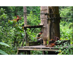 Orangutan of North Borneo tour